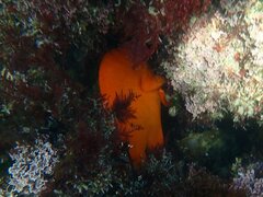 Hypsypops rubicundus