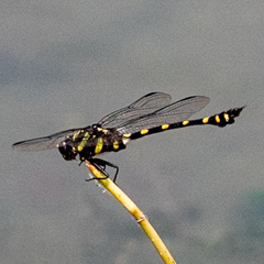 Ictinogomphus decoratus
