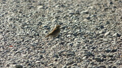 Geositta cunicularia