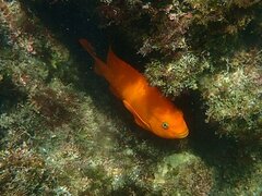 Hypsypops rubicundus