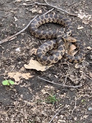Pantherophis ramspotti