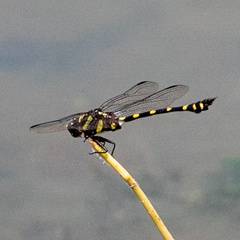 Ictinogomphus decoratus