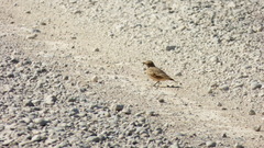 Geositta cunicularia