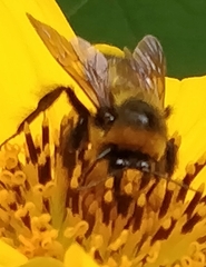 Bombus volucelloides
