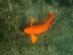 Hypsypops rubicundus