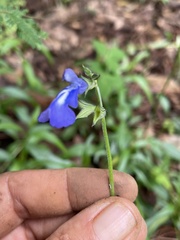 Salvia laevis