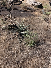 Yucca schidigera