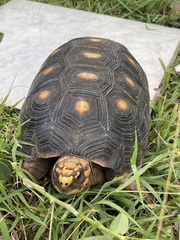 Chelonoidis carbonarius