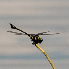 Ictinogomphus decoratus