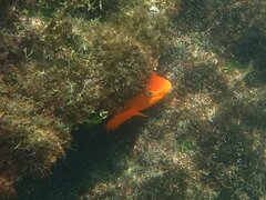 Hypsypops rubicundus