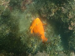 Hypsypops rubicundus