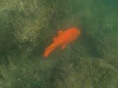 Hypsypops rubicundus