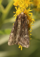 Helotropha reniformis