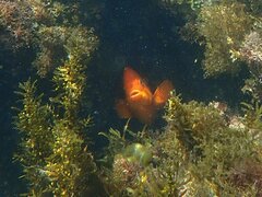 Hypsypops rubicundus