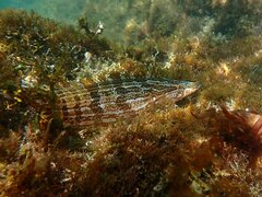 Heterostichus rostratus