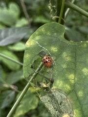 Epilachna tredecimnotata