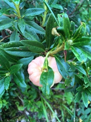 Exobasidium rhododendri