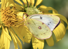 Colias philodice