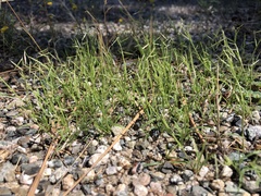 Bouteloua aristidoides