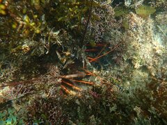 Panulirus interruptus