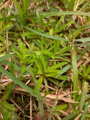 Chevreulia sarmentosa