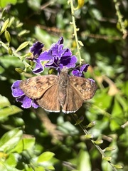 Erynnis tristis