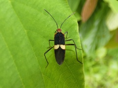 Hypselonotus interruptus