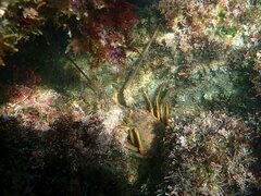 Panulirus interruptus