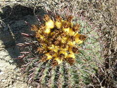 Ferocactus wislizeni
