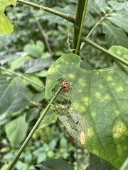 Epilachna tredecimnotata