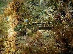 Hypsoblennius gentilis