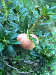 Exobasidium rhododendri
