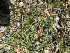 Bouteloua aristidoides