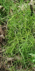 Equisetum scirpoides