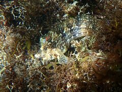 Hypsoblennius gentilis