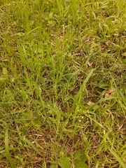 Briza minor