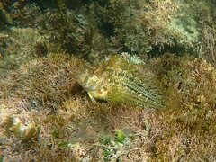 Hypsoblennius gentilis