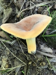 Lactifluus hygrophoroides