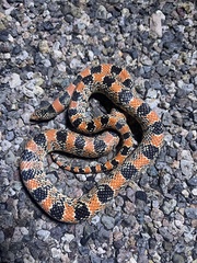 Rhinocheilus lecontei