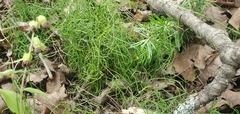 Equisetum scirpoides
