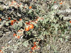 Sphaeralcea ambigua