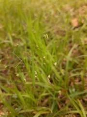Briza minor