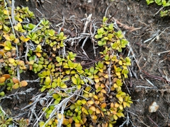 Coprosma perpusilla