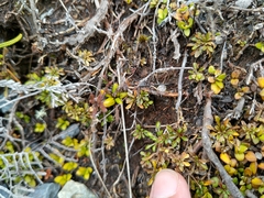 Wahlenbergia pygmaea