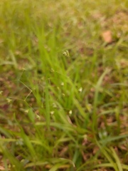 Briza minor