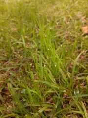 Briza minor