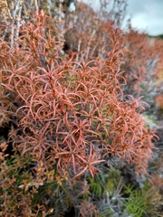Dracophyllum recurvum