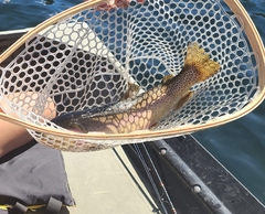 Oncorhynchus clarkii