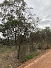 Allocasuarina campestris