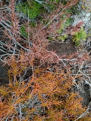 Dracophyllum recurvum